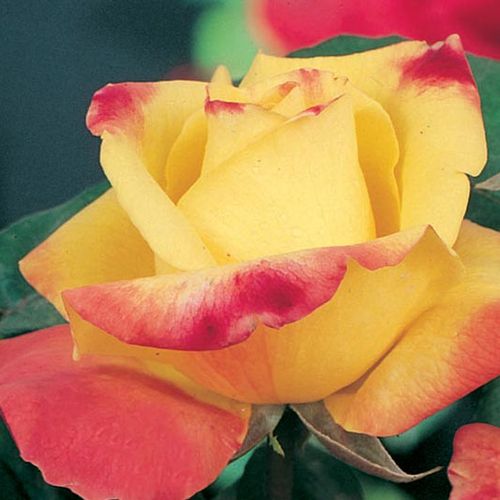 Żółty z różowym obrzeżem - Róże pienne - z kwiatami hybrydowo herbacianymi - korona równomiernie ukształtowana